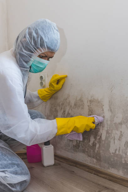Best Mold Removal for HVAC Installations  in Bartlett, TN