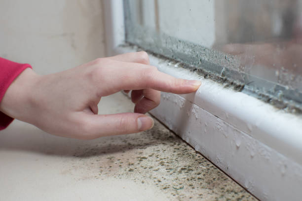 Best Black Mold Removal  in Bartlett, TN