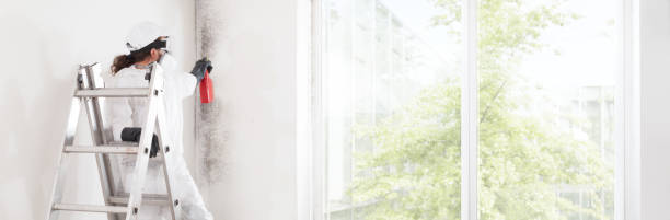 Best Attic Mold Removal  in Bartlett, TN
